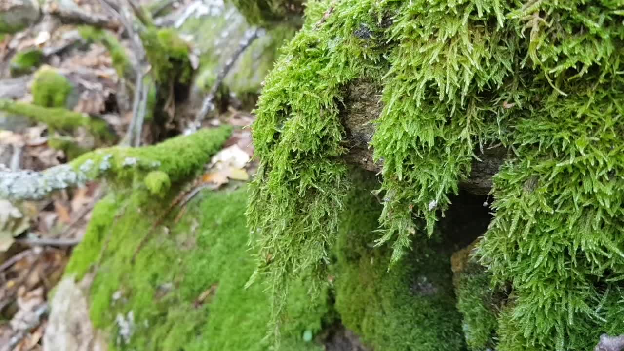 Close-up of Vibrant Green Moss Growing on a Rock in a Forest