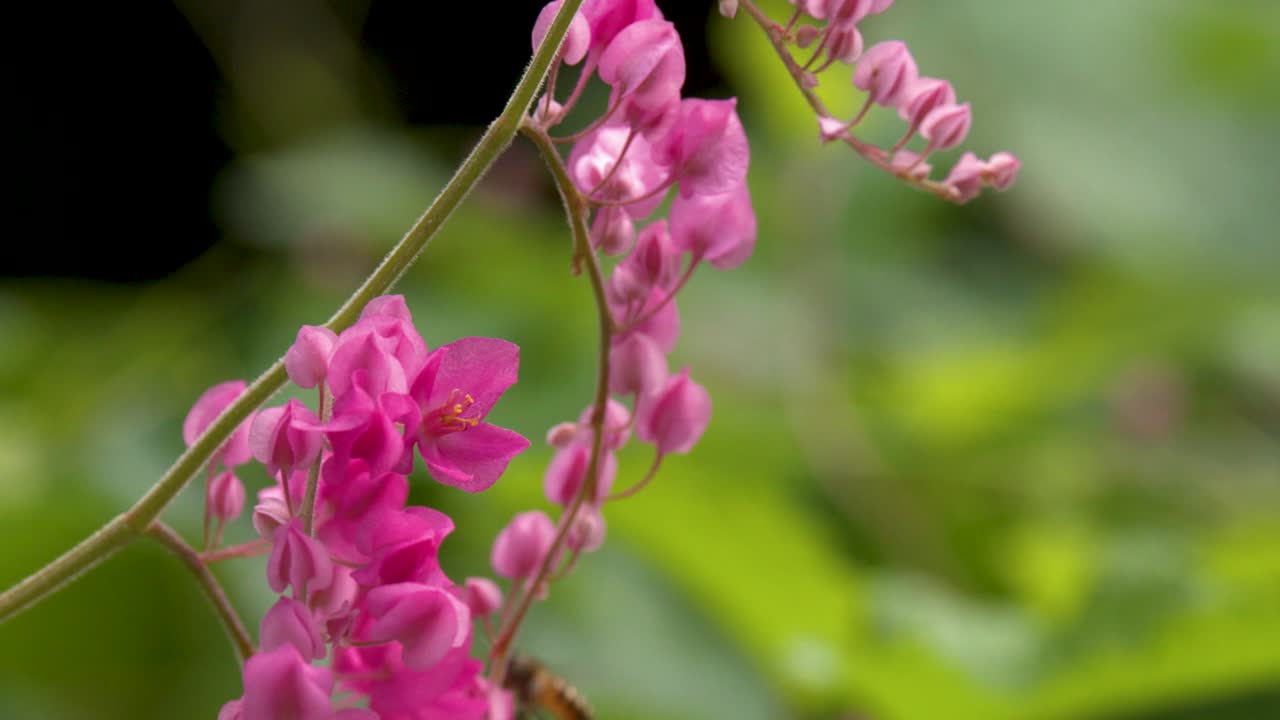Primo piano di un'ape che vola e impollina fiori rosa in pieno giorno.