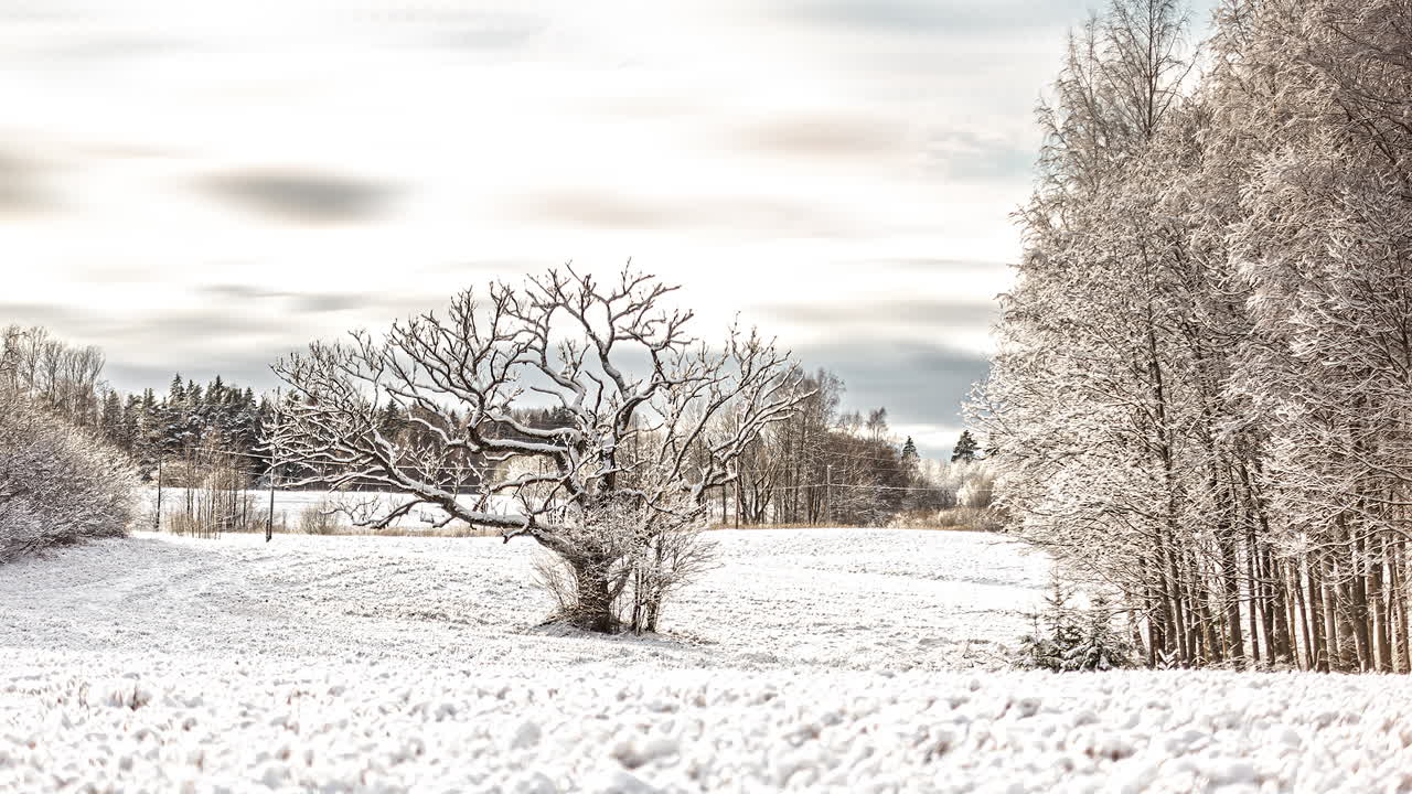 tundra polar y taiga paisaje nevado con pinos cubiertos de nieve