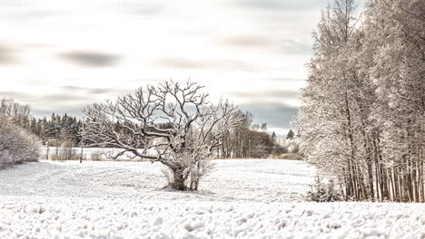 polar tundra and taiga snowy landscape with snow-covered pine trees