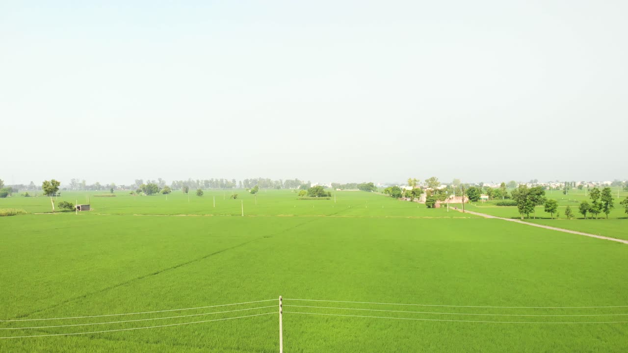 Serene Green Field Landscape