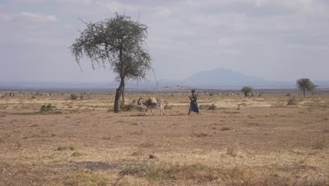 maasai walking with a donkey going to pick water