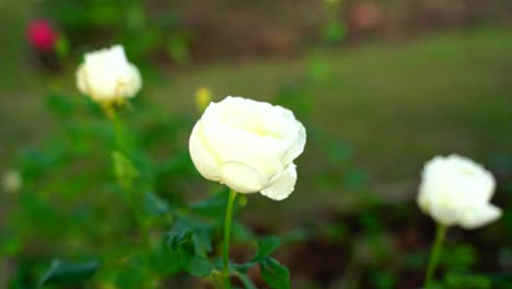 Blume-Im-Garten-Strahlte-In-Der-Sonne-7