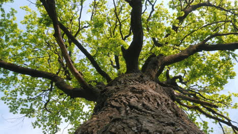 large oak tree with lush green leaves