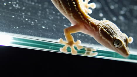 close-up of a gecko's underside adhering to glass