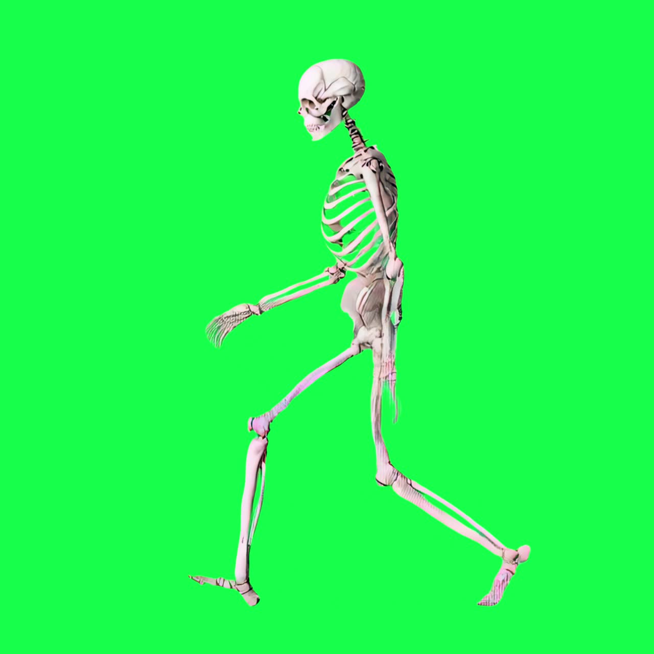 3D Animated Human Skeleton Walking on Green Screen