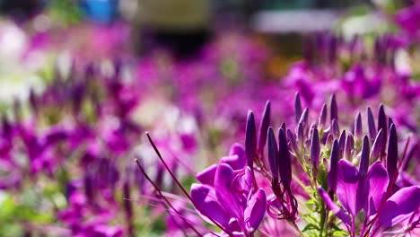 las flores púrpuras en flor