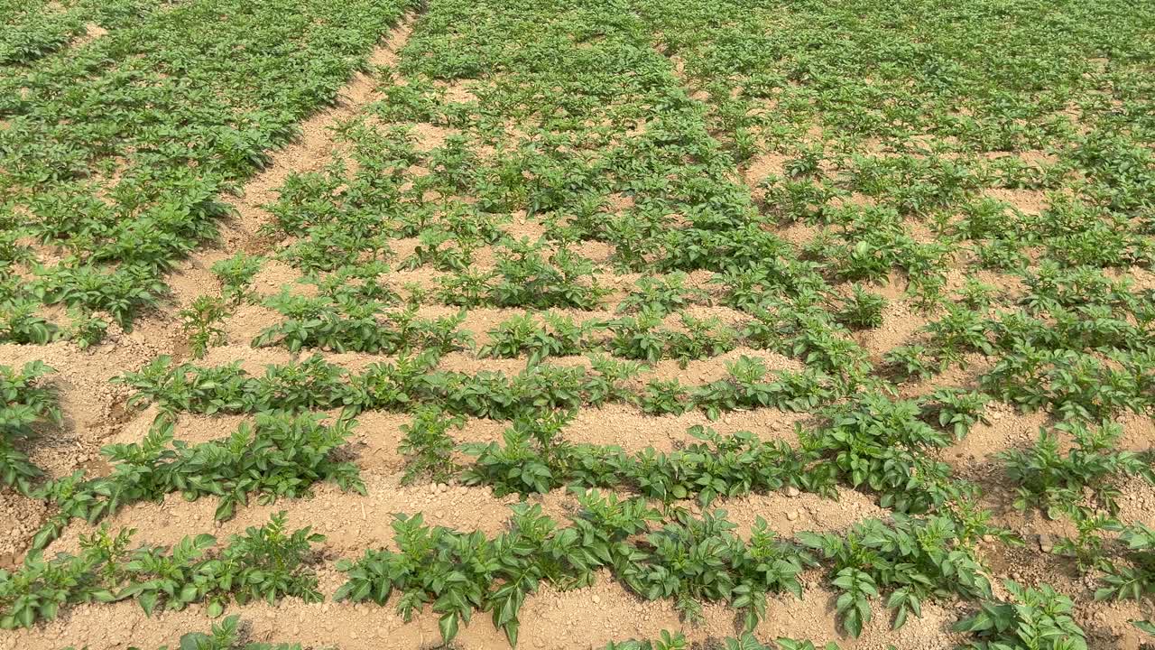Potatoes cultivated on agricultural land.