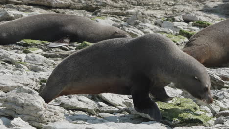 la foca de piel de nueva zelanda se arrastra por las rocas en kaikōura, isla sur, nueva zelanda - de cerca