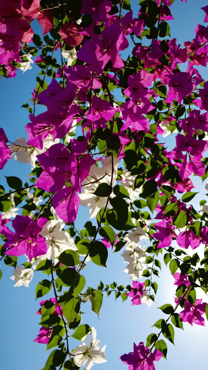 Un'angolazione dal basso cattura una vivace bouganville rosa e bianca contro un cielo azzurro limpido.