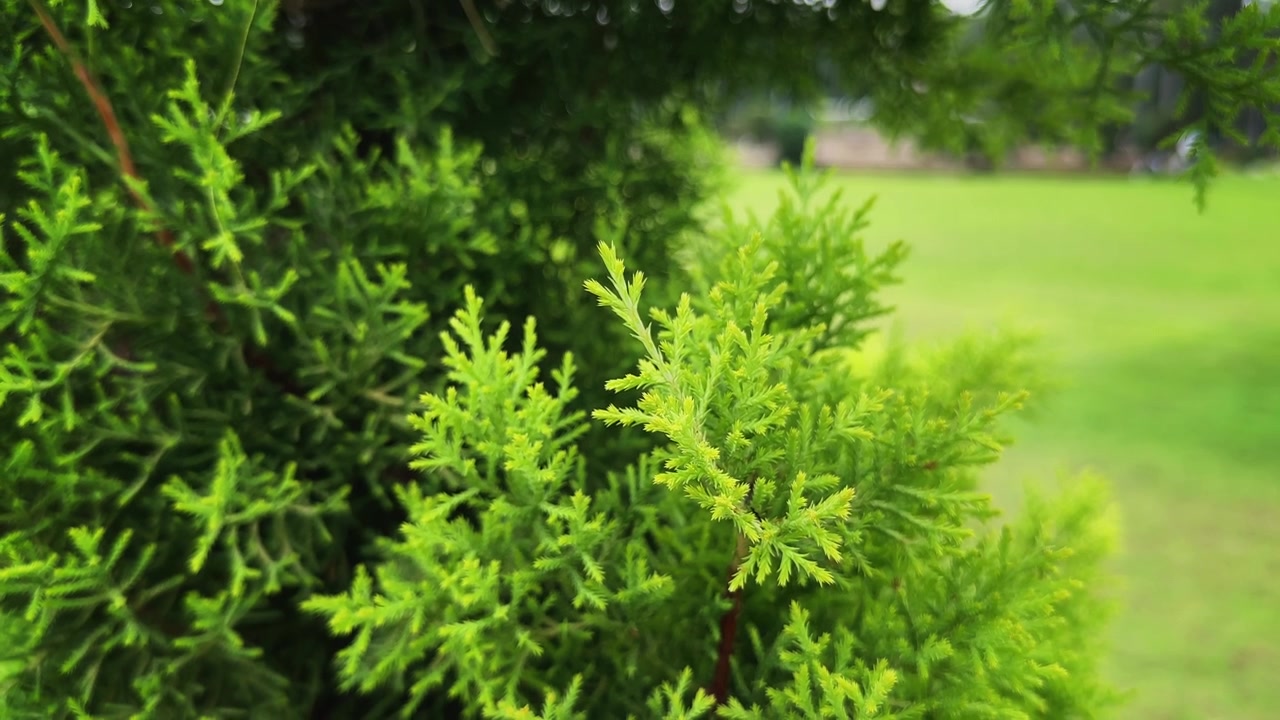 Primo piano del fresco fogliame di Tuia orientale che ondeggia dolcemente nella brezza, mostrando vibranti texture sempreverdi in un giardino paesaggistico