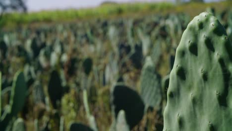 nopal cactus field