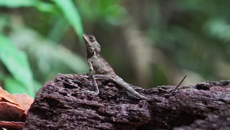 Jugendlicher-Walddrache-Auf-Einem-Baumstamm