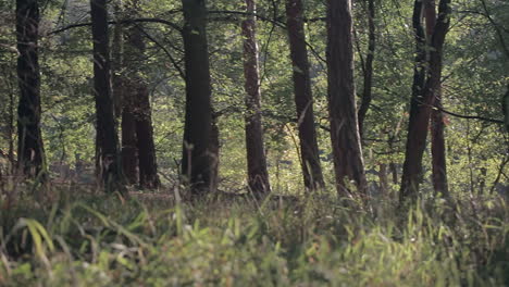 mirar alrededor en medio del bosque