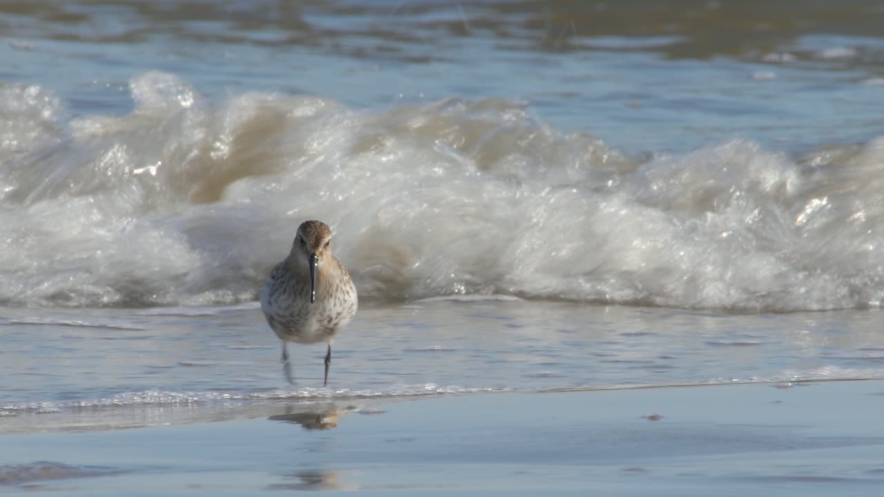 아름다운, 작은 던린 새가 해변에서 음식을 찾는 동안 해변에서 고 있습니다.