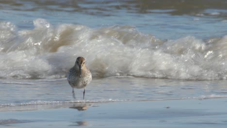 un hermoso y pequeño pájaro dunlin caminando por la orilla mientras busca comida en una playa - de cerca