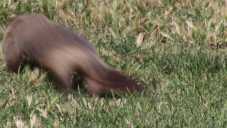 cute yellow-bellied marmot eats green grass in meadow, then runs away