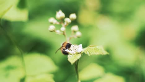 primer plano de una abeja que poliniza una pequeña flor en un brillante día de verano