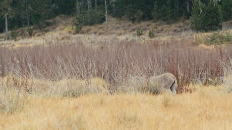 donkey walking through a field of serrated tussock with caribbean pine forrest in the background