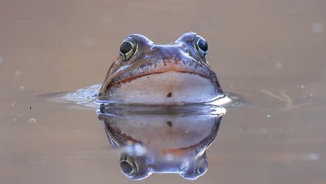 Brown-frog-(Rana-temporaria)-close-up-in-a-pond.