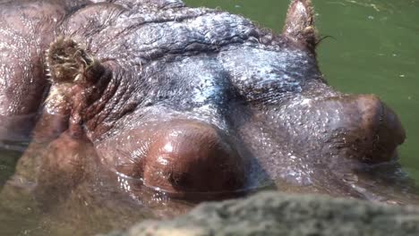 Closeup-of-a-large-hippo-cooling-off-in-the-water