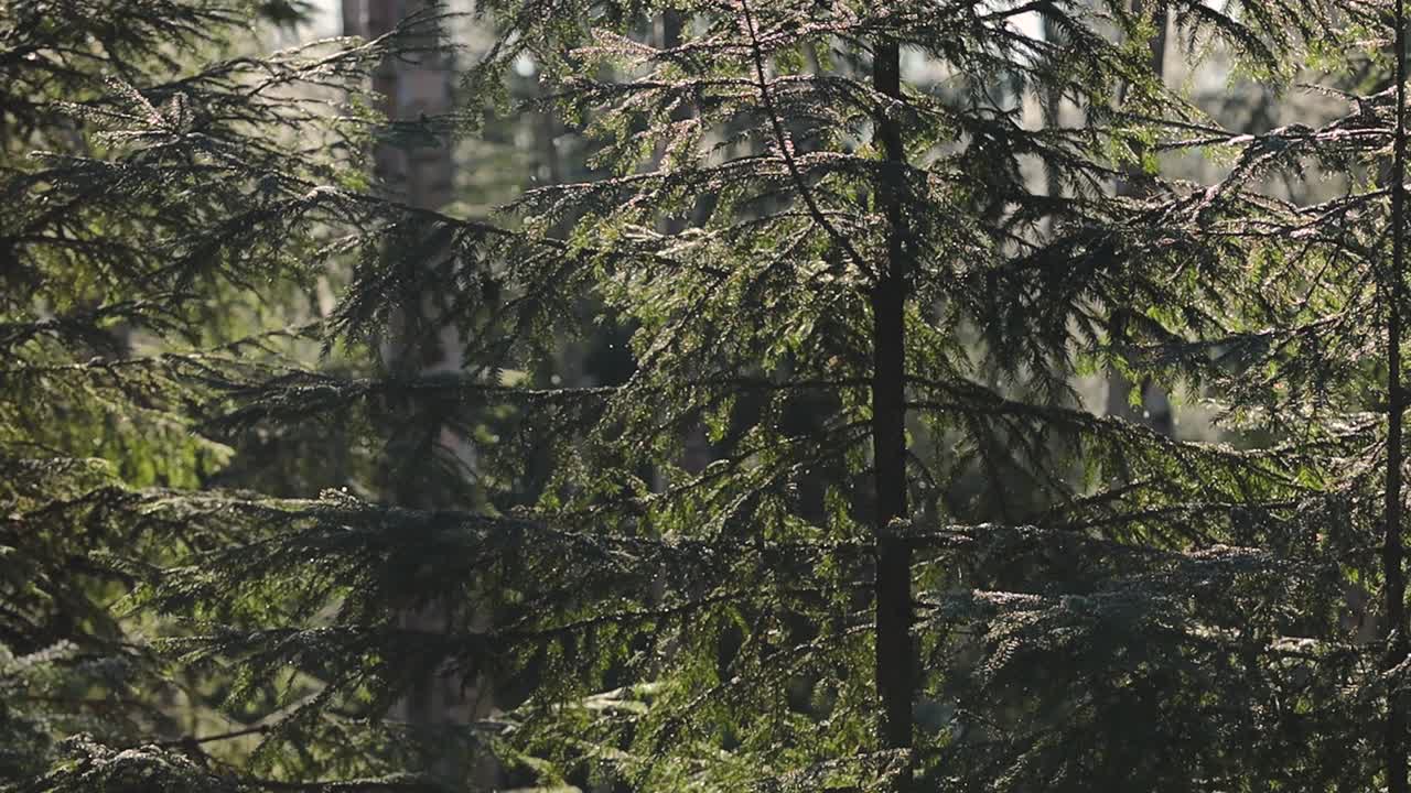 Solbelyste stedsegrønne grene hænger i en stille skov, mens små sne- eller ispartikler driver gennem luften og skaber et blødt, fredfyldt vinterlandskab med naturlig bokeh