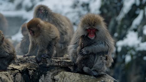 experimentar el tierno vínculo entre una madre mono de nieve y su bebé durmiente en jigokudani onsen.