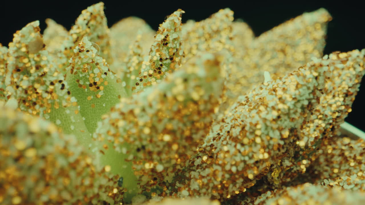 Close-up view of a decorative succulent with gold glitter