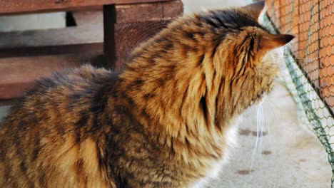 gato siberiano de ojos verdes