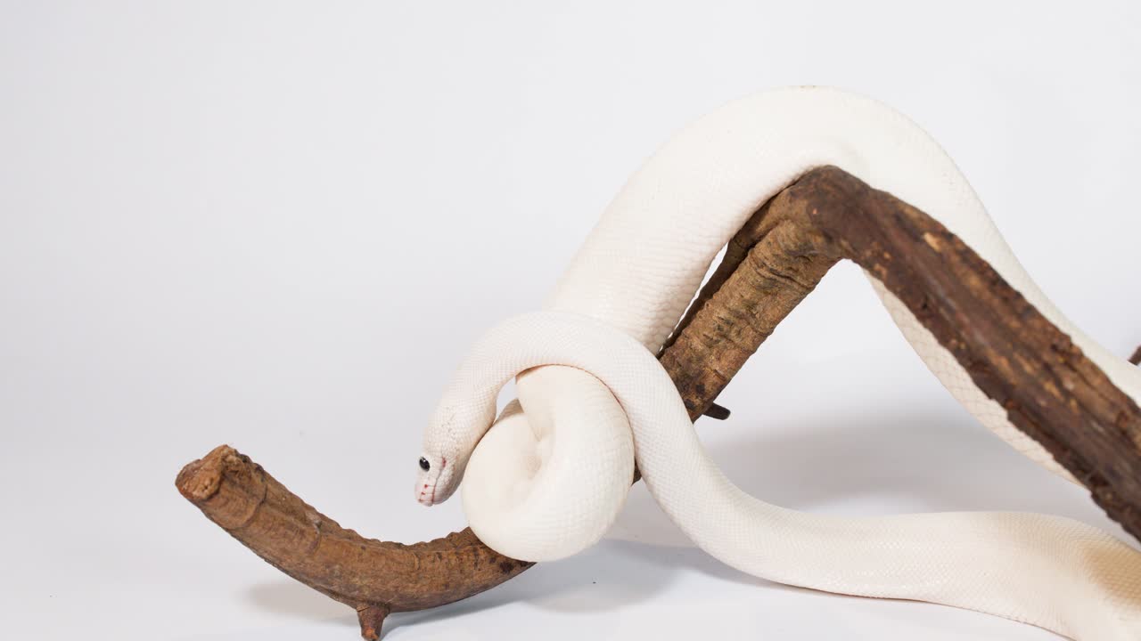Albino white snake slowly coils and slithers along wooden branch in bright studio lighting