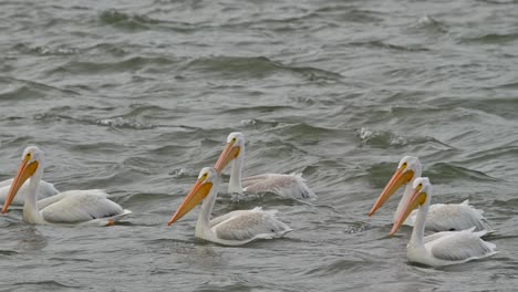 Autumn-Guests:-American-White-Pelicans-Touch-Down-in-Cooney-Bay,-Kamloops