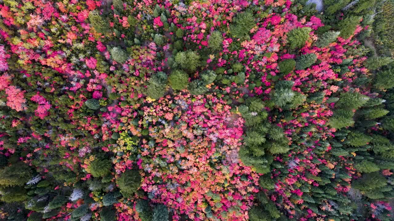 vista de arriba hacia abajo de un colorido bosque otoñal junto a las montañas en utah, estados unidos durante la temporada de otoño
