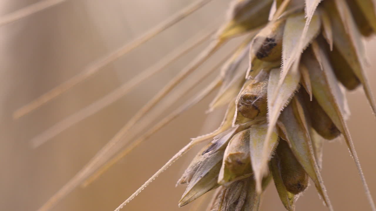 Detailed close-up of a golden wheat ear swaying gently in the wind, ripe and ready for harvest