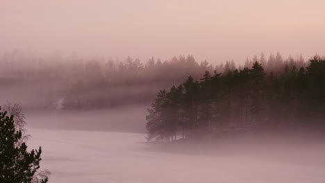 forest by lake in the mist or fog