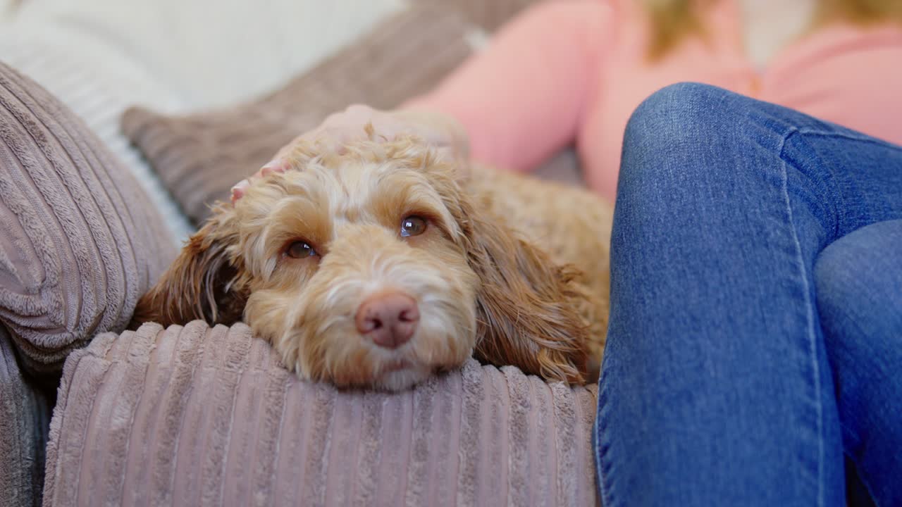 집에서 소파에서 휴식을 취하는 애완동물 카카푸 개를 만지는 여자