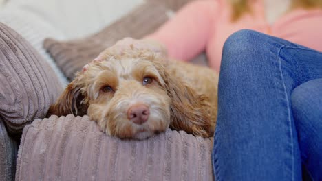 mujer acariciando a su mascota cockapoo perro relajándose en el sofá en casa