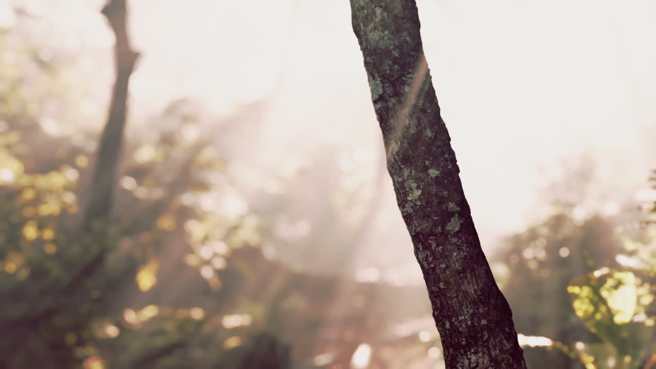 안개 숲 의 일출: 나무 줄기 의 근접 사진