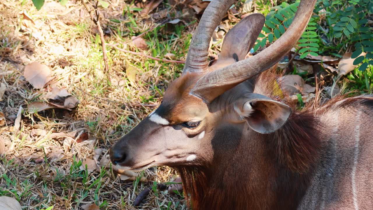 자연 서식지 에서 아름다운 사 의 클로즈업