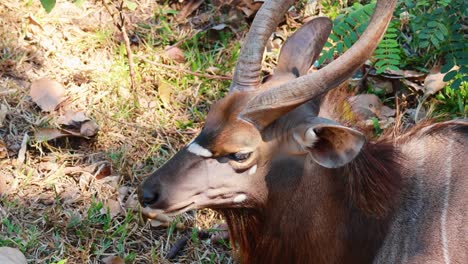 close-up of a beautiful deer in natural habitat