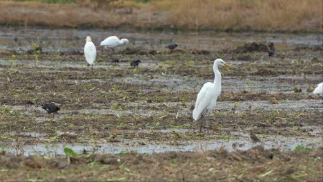 flock of birds foraging on tilled farmlands for the fallen crops and insect preys, close up shot