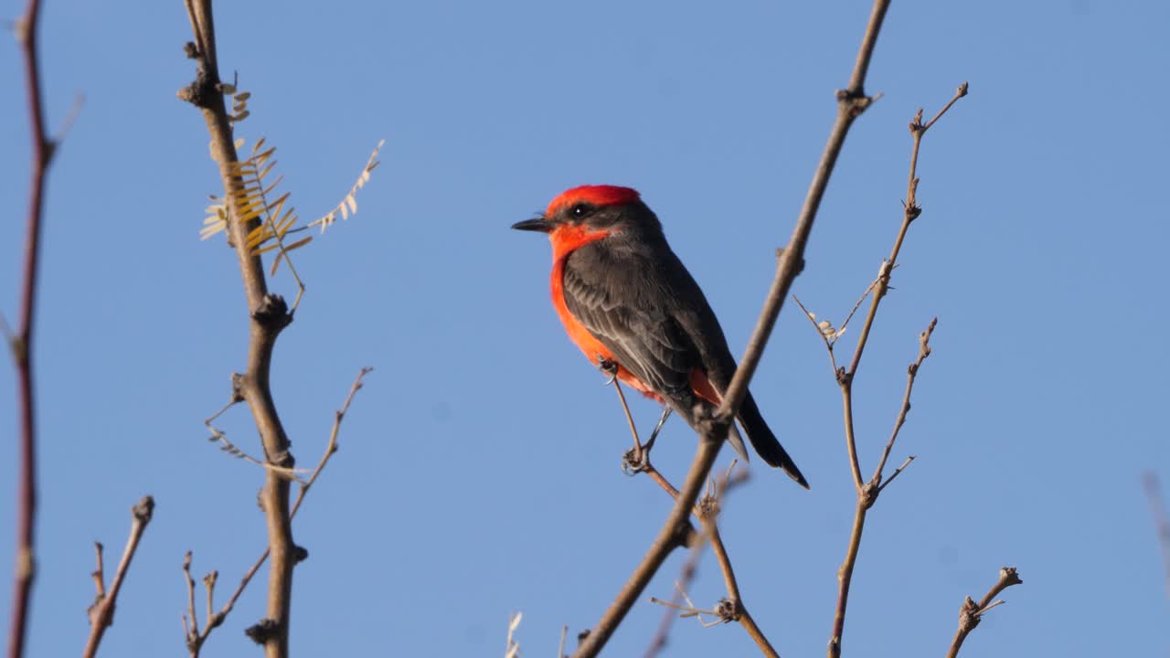 베르밀리온 플라이캐처가 메스키트 나무에 앉아서 주위를 둘러보고 있습니다.