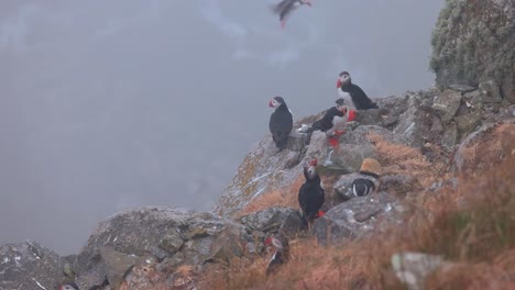 puffins on a cliff in fog