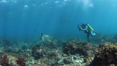 Un-Camarógrafo-Submarino-Rodeado-Por-Un-Tiburón-Amistoso-Mientras-Toma-Fotografías-Para-Un-Proyecto-De-Investigación