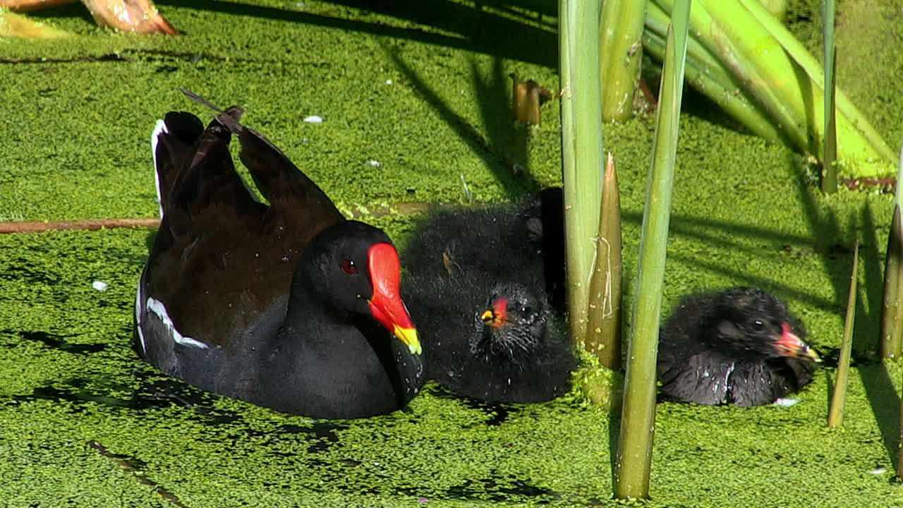 una madre polla de agua alimenta a sus polluelos en un estanque en un parque público en fulham