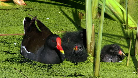 a moorhen mother feeds her chicks on a pond in a public park in fulham