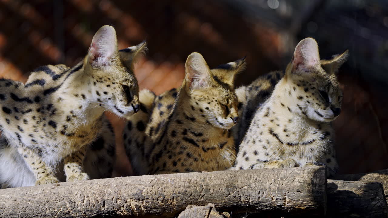 Group of Servals