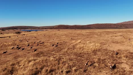 Manada-De-Antílopes-Blesbok-Corriendo-En-Formación-A-Máxima-Velocidad,-En-Cámara-Lenta-A-Través-De-Los-Pastizales-De-La-Sabana-Africana,-Capturado-Con-Un-Dron