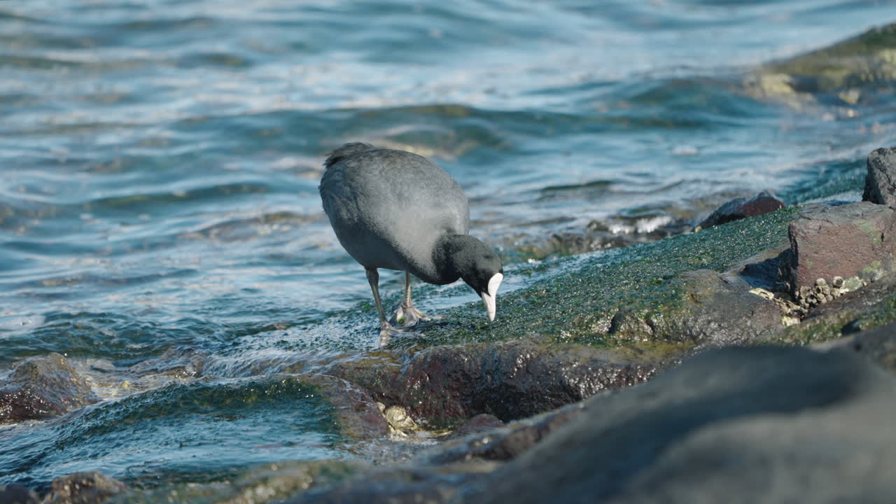 focha euroasiática en la costa alimentándose de las algas de las rocas