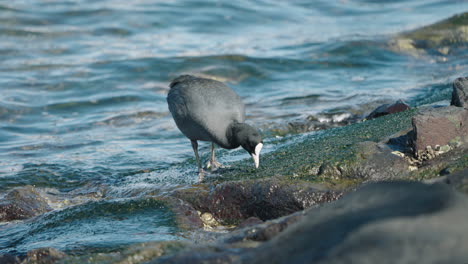 focha euroasiática en la costa alimentándose de las algas de las rocas