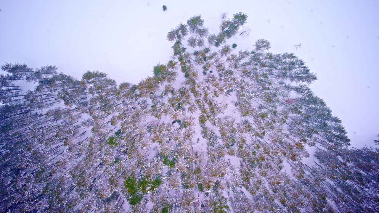 Scena di natura selvaggia ghiacciata nel Michigan settentrionale durante l'inverno.